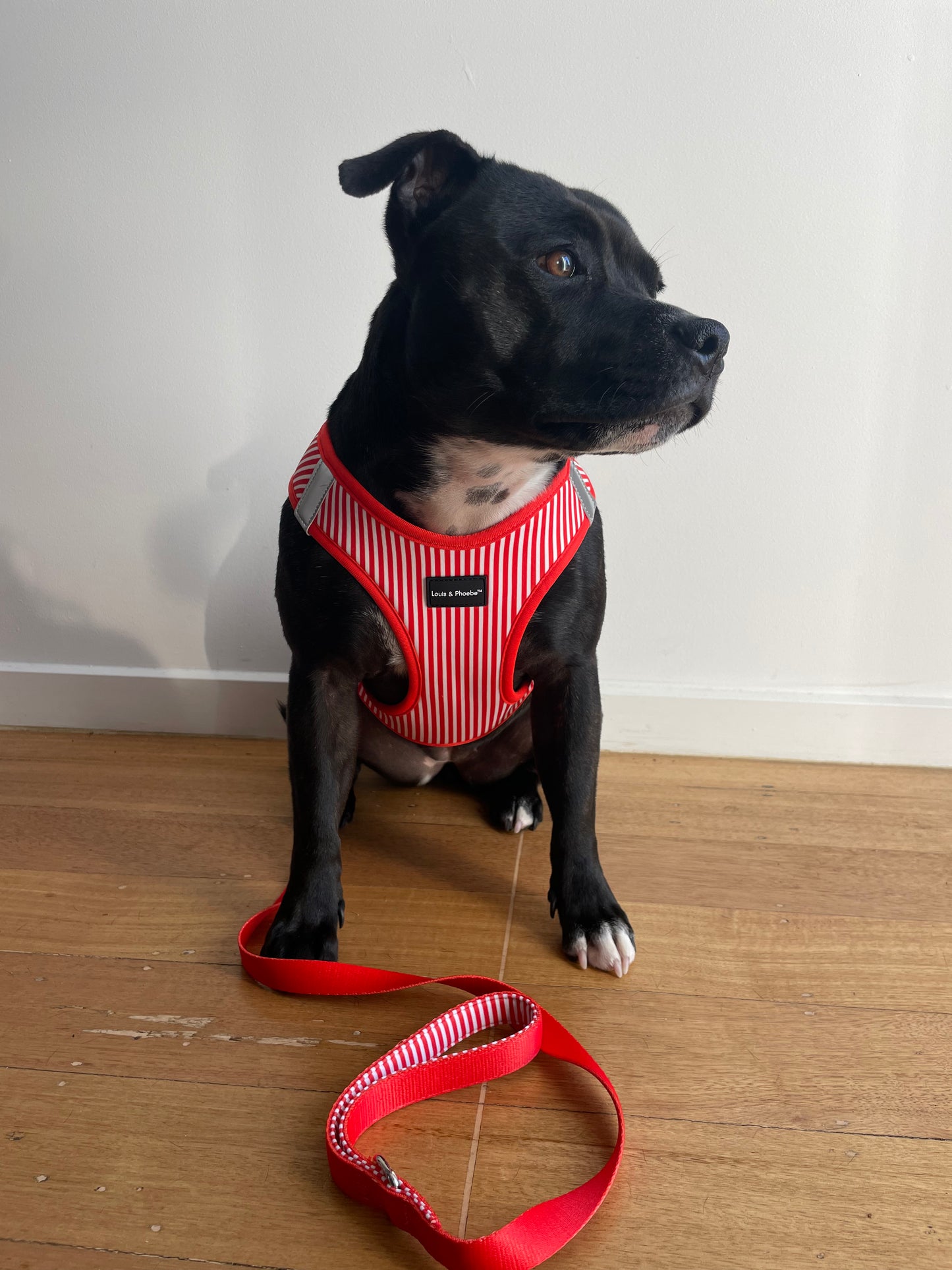 Louis & Phoebe - Candy Stripe Leash -Red