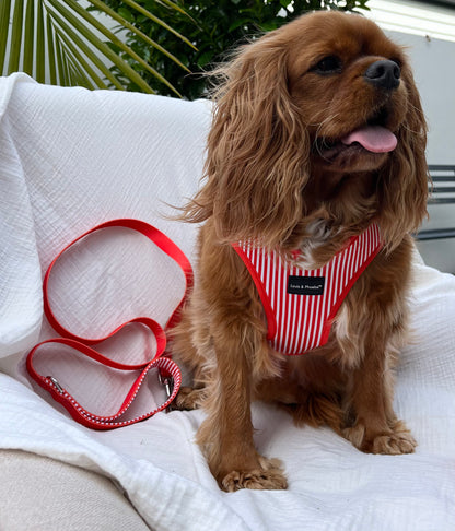 Louis & Phoebe - Candy Stripe Leash -Red