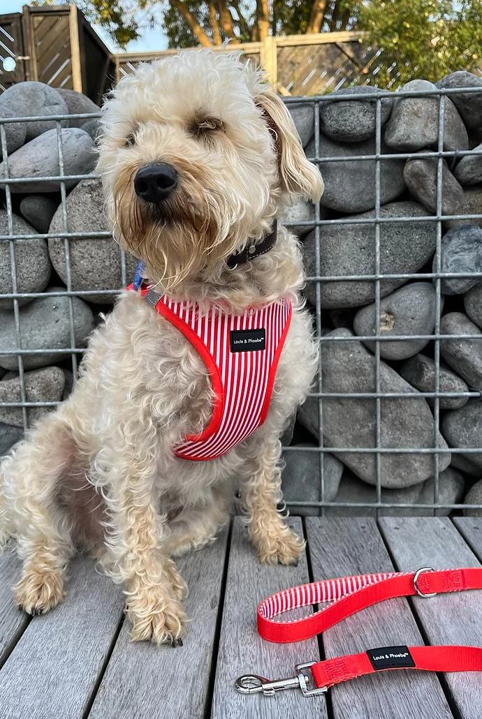 Louis and Phoebe - Click and walk harness- Red