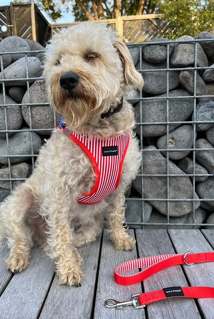 Louis and Phoebe - Click and walk harness- Red