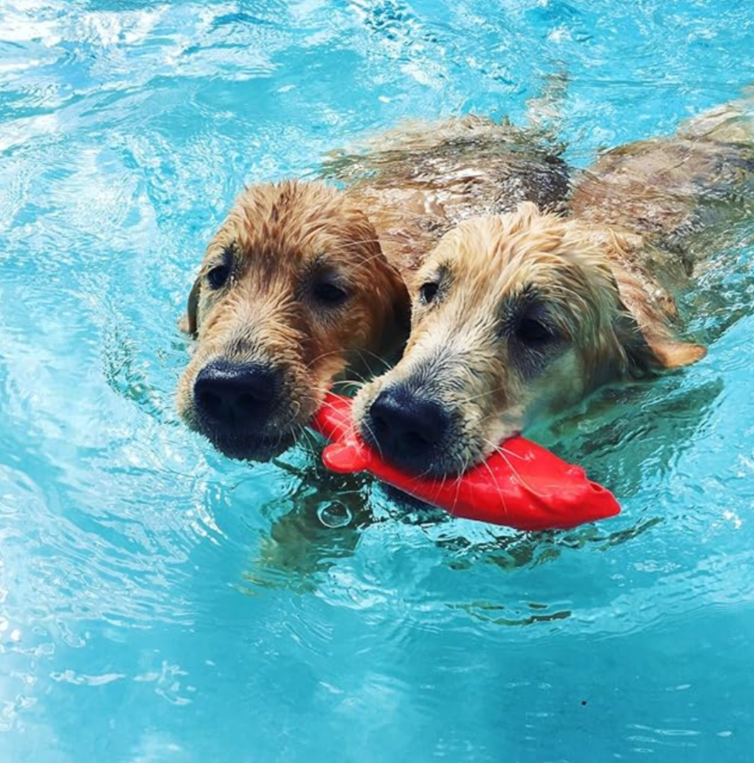 RuffDawg- Rubber Flying Fish - Durable Dog toy