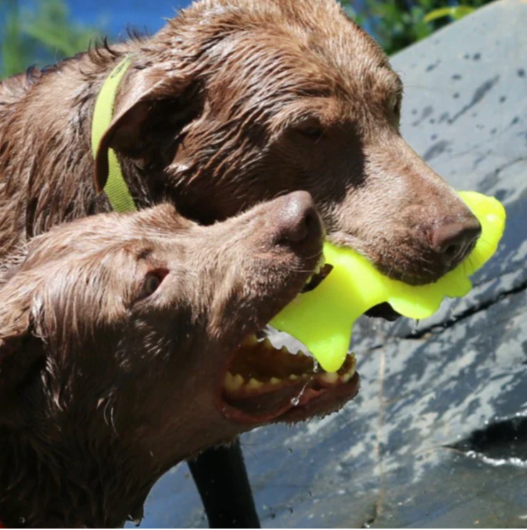 RuffDawg- Rubber Flying Fish - Durable Dog toy