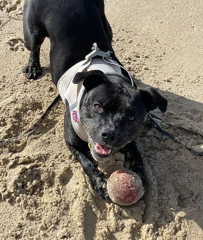 Indestructible Dog Ball - RuffDawg- Lifetime Guarantee