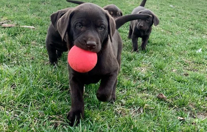 Indestructible Dog Ball - RuffDawg- Lifetime Guarantee