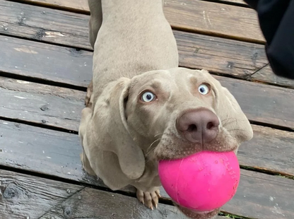 Indestructible Dog Ball - RuffDawg- Lifetime Guarantee